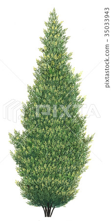 Sketch of Ogon Shinobu Hiba Tree 35033943