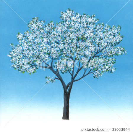 OOSHIMAZAKURA 35033944