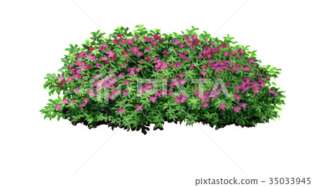 Omurasaki杜鵑花剪影，精密植物圖畫小月的例證 35033945