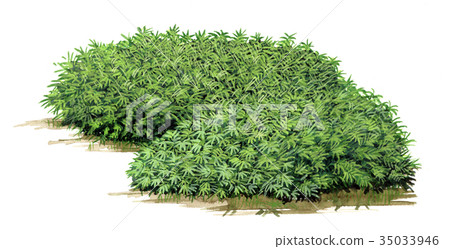 Oroshima chiku剪影,竹子精密植物的圖畫 Oroshima chiku剪影,竹子精密植物的圖畫 35033946