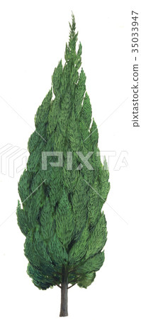 Precise plant drawings of Kaizukibuki Precise plant drawings of Kaizukibuki 35033947