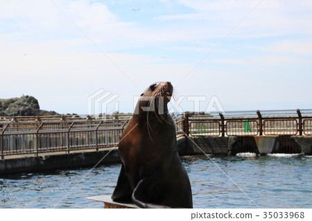 小樽水族館，Todo 35033968