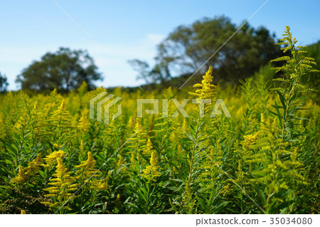 黃花 黃花 35034080