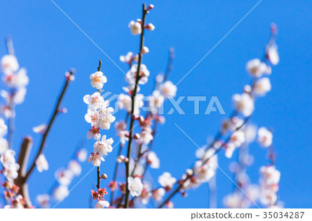 梅花梅梅梅林多花春景天空白梅梅白梅花 照片素材 圖片 圖庫