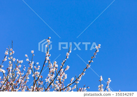 Plum plum ume plum forest many flowers spring sights sky white plum white plum blossom Plum plum ume plum forest many flowers spring sights sky white plum white plum blossom 35034297