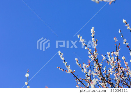 Plum plum ume plum forest many flowers spring sights sky white plum white plum blossom Plum plum ume plum forest many flowers spring sights sky white plum white plum blossom 35034311