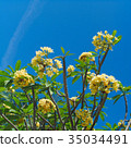 Frangipani Tropical Spa Flower. Plumeria  35034491