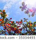 Green and orange leaves and blue sky and sunlight 35034493