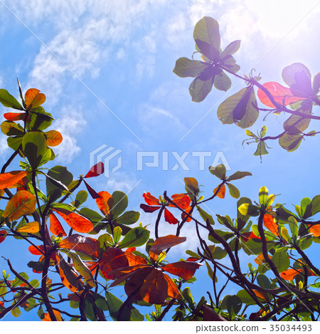 Green and orange leaves and blue sky and sunlight 35034493