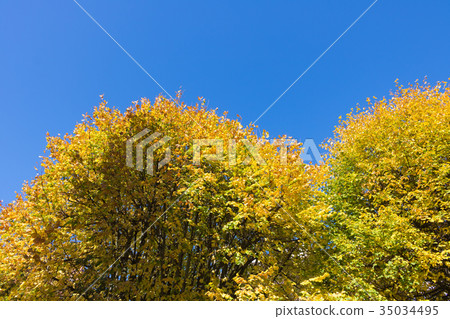 Autumn landscape. Autumn tree leaves blue sky  35034495