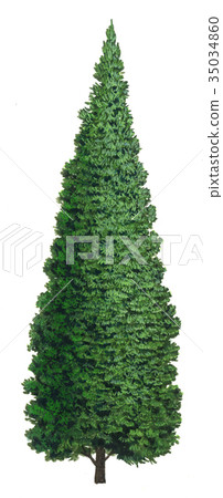 綠色玉米綠色玉米精密植物圖畫 綠色玉米綠色玉米精密植物圖畫 35034860
