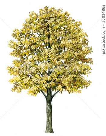 konara konara的konara konara例證精確植物圖畫 konara konara的konara konara例證精確植物圖畫 35034862