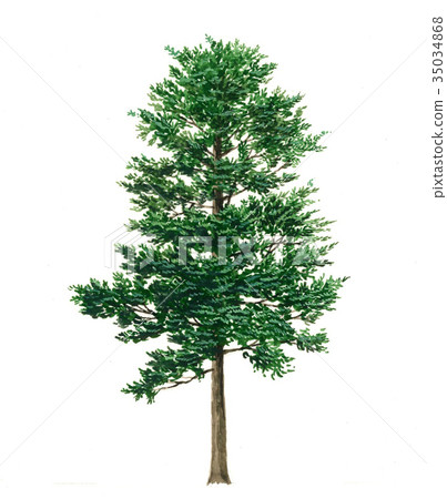 Sawara Sawara的素描A rose的精密植物繪畫 Sawara Sawara的素描A rose的精密植物繪畫 35034868