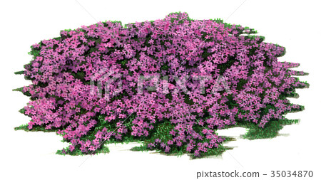 Shibazakura Shizakura Sketch, Shizakura Precise Plant Drawing Shizakura Shibazakura Shizakura Sketch, Shizakura Precise Plant Drawing Shizakura 35034870