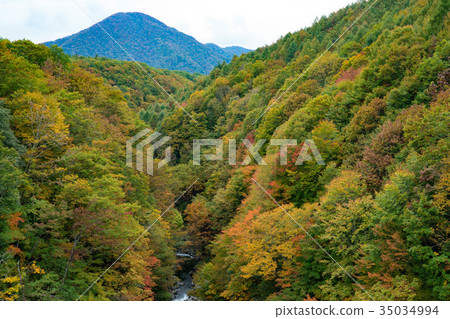 Autumn leaves in the Nakatsugawa valley 35034994