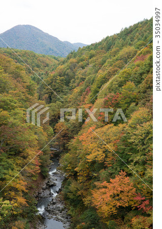 Autumn leaves in the Nakatsugawa valley 35034997