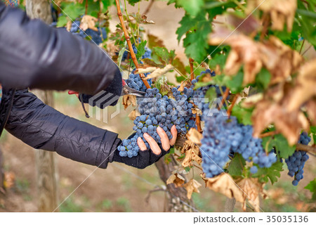 Close up of Worker's Hands Cutting Red Grapes from 35035136