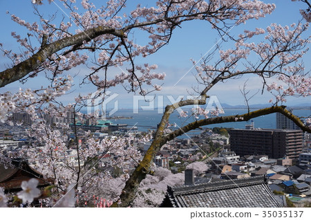 The cherry blossoms of Mitsui Temple Kanondo 35035137
