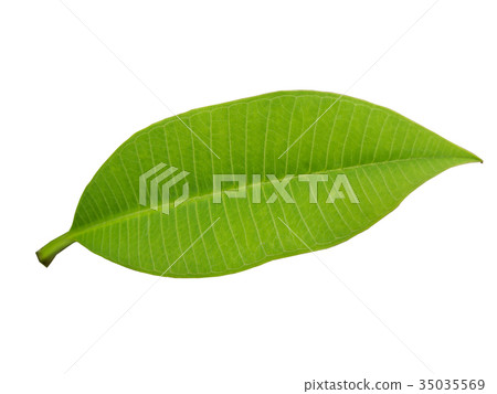 isolated green leaf on white background 35035569