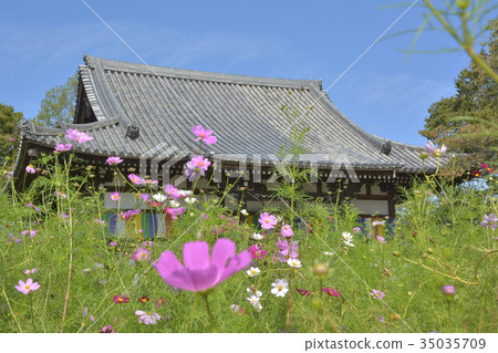 Kokusaiji Cosmos 35035709