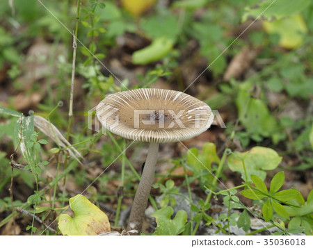 Otsurutake mushroom 35036018