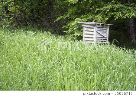 One hundred boxes of grass 35036715