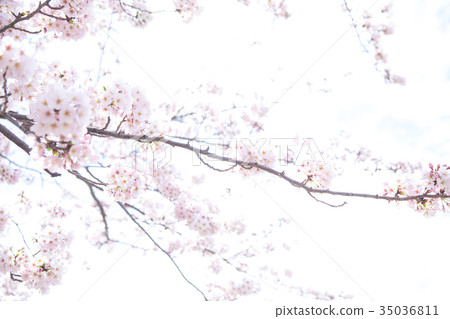 盛開的櫻花櫻花櫻花Somei Yoshino Somei Yoshino Someiyoshi複製空間字符空間 35036811