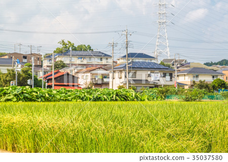在住宅區的稻田 35037580
