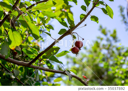 Paradise apples growing on a tree. reduce apples 35037892