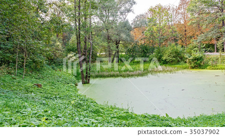 Lush green swamp . Lush green swamp . 35037902