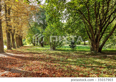 fallen autumn leaves on grass in morning light fallen autumn leaves on grass in morning light 35037903