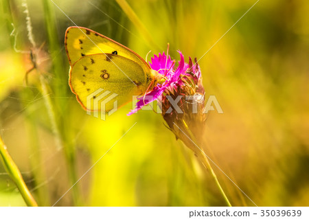 pale clouded yellow on a pink 35039639