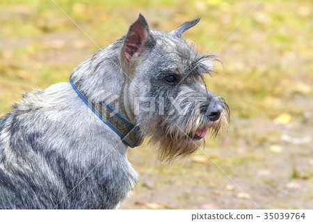 dog of terrier Close-up 35039764