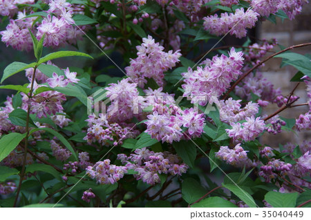 Cherry blossom tree cherry blossoms flower language is "a fine item" 35040449