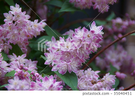 櫻花樹櫻花花語言是“一個很好的項目” 35040451