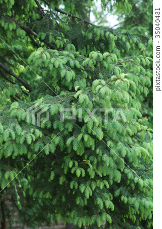 German Tang Wei spruce flower language "hope in unfortunate" 35040481