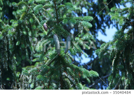 Germany tangy spruce 35040484