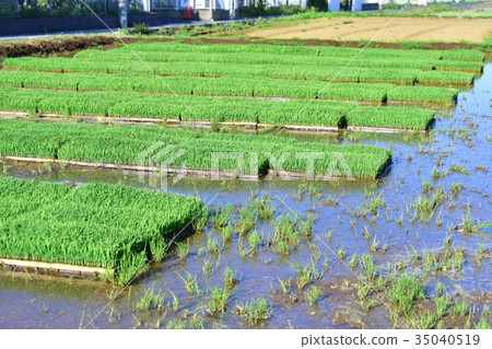 育秧 35040519