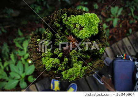 苔蘚青苔綠色苔蘚植物的微觀觀 35040904