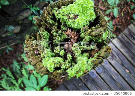 苔蘚青苔綠色苔蘚植物的微觀觀 苔蘚青苔綠色苔蘚植物的微觀觀 35040906