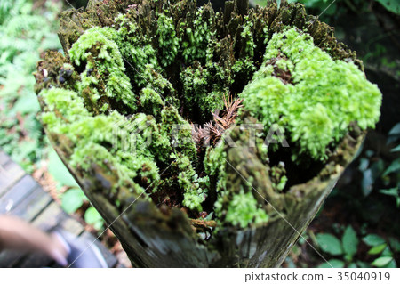苔蘚青苔綠色苔蘚植物的微觀觀 苔蘚青苔綠色苔蘚植物的微觀觀 35040919