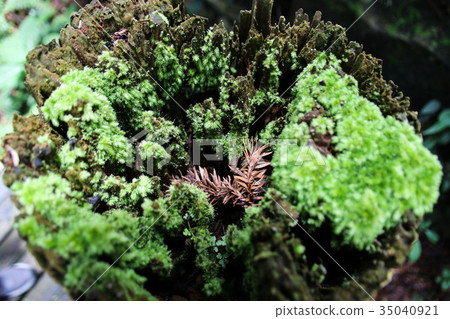 苔蘚青苔綠色苔蘚植物的微觀觀 35040921