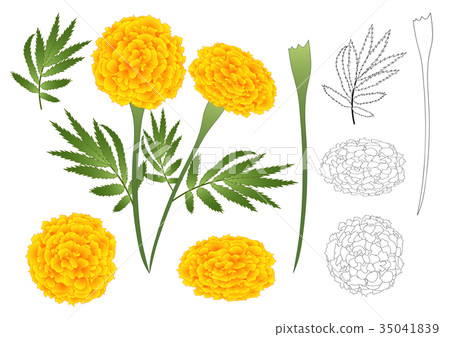 Marigold Flower Outline 35041839