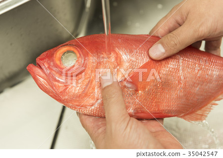 洗金魚 洗金魚 35042547