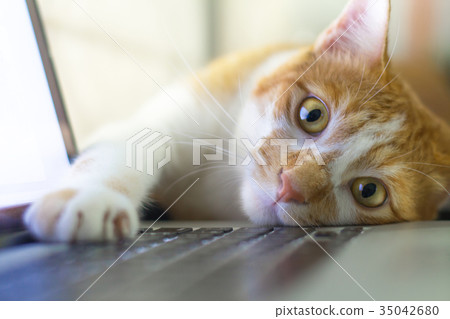 Cat sleeping over a laptop on wooden desk Cat sleeping over a laptop on wooden desk 35042680