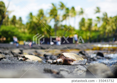 Hawaiian green turtles at Punaluu Black Sand Beach Hawaiian green turtles at Punaluu Black Sand Beach 35043732
