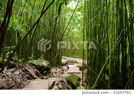 Path through dense bamboo forest 35043782