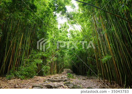Path through dense bamboo forest Path through dense bamboo forest 35043783