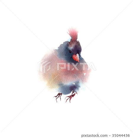 Winter fluffy soft bird hand drawn watercolor 35044436