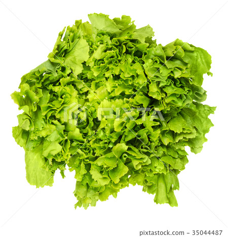 Escarole endive lettuce head from above over white Escarole endive lettuce head from above over white 35044487